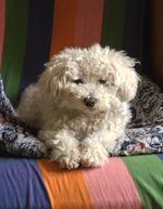 le chien de l artiste-peintre fribourgeoise